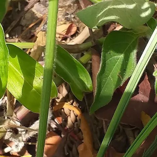 ギニアグラス (Panicum maximum)-i