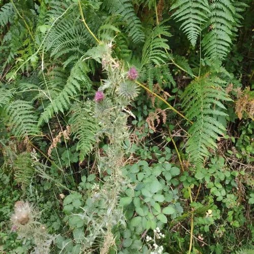 ワラビ（蕨） (Pteridium aquilinum)-i