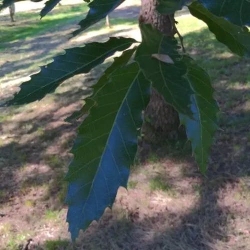 Chestnut-leaf oak (Quercus castaneifolia)-i