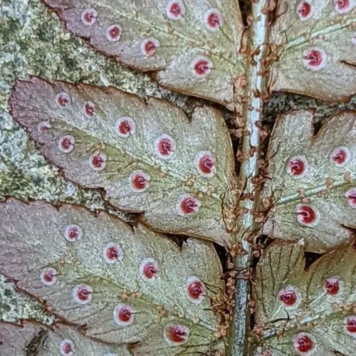 ベニシダ（紅羊歯） (Dryopteris erythrosora)-i