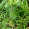 オランダミミナグサ（阿蘭陀耳菜草） (Cerastium glomeratum)-i