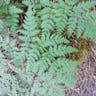 シラネワラビ（白根蕨） (Dryopteris expansa)-i