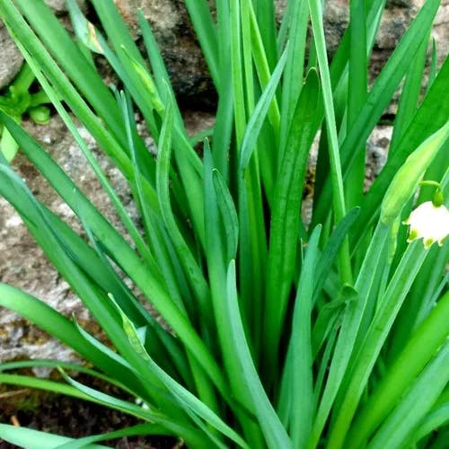 Loddon-lily (Leucojum aestivum)-i