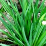 Loddon-lily (Leucojum aestivum)-i