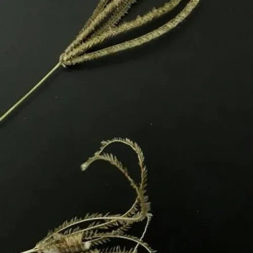 タチスズメノヒエ（立雀稗） (Paspalum urvillei)-i