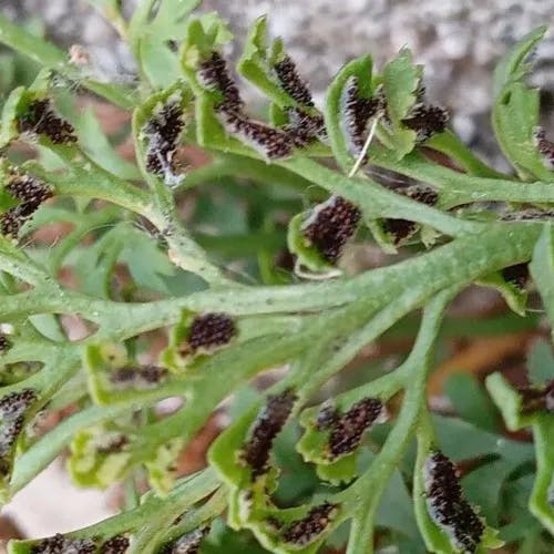 イチョウシダ（銀杏羊歯） (Asplenium ruta-muraria)-i