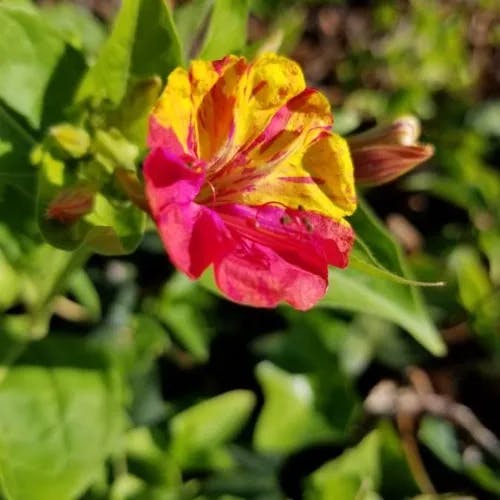 Beauty-of-the-night (Mirabilis jalapa)-i