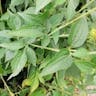 Sweet coneflower (Rudbeckia subtomentosa)-i