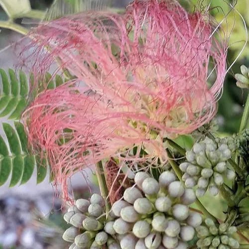 ネムノキ（合歓木） (Albizia julibrissin)-i