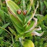 Star false solomon's-seal (Maianthemum stellatum)-i