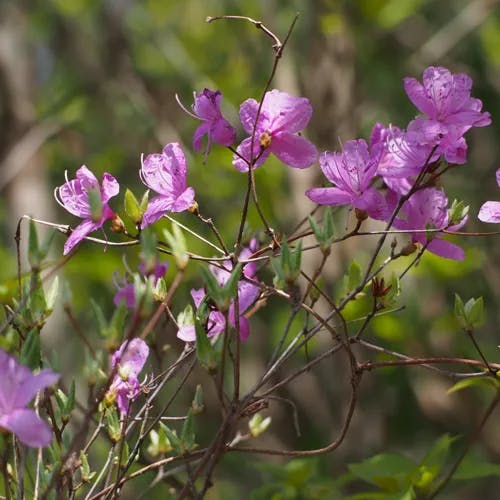 コバノミツバツツジ（小葉三葉躑躅） (Rhododendron reticulatum)-i