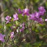 コバノミツバツツジ（小葉三葉躑躅） (Rhododendron reticulatum)-i