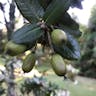 Ulmo (Eucryphia cordifolia)-i