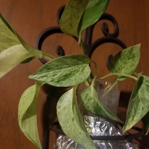 オウゴンカズラ（黄金葛） (Epipremnum aureum)-i