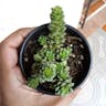 Colorado stonecrop (Sedum spathulifolium)-i