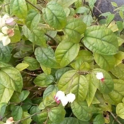 ゲンペイカズラ（源平葛） (Clerodendrum thomsoniae)-i