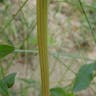 ホソアオゲイトウ（細青鶏頭） (Amaranthus hybridus)-i