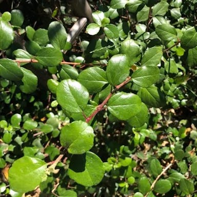 Island gooseberry