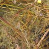オオタヌキモ（大狸藻） (Utricularia macrorhiza)-i