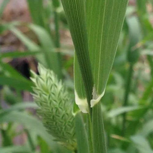 カナリークサヨシ（加那利草葦） (Phalaris canariensis)-i