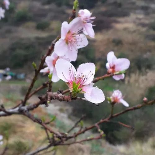 モモ（桃） (Prunus persica)-i