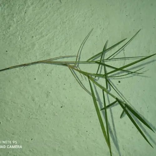 サワスズメノヒエ（沢雀の稗） (Paspalum vaginatum)-i