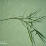 サワスズメノヒエ（沢雀の稗） (Paspalum vaginatum)-i