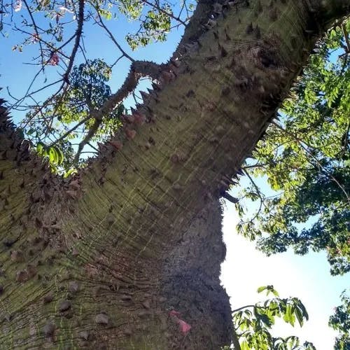 キワタ（木綿） (Bombax ceiba)-i