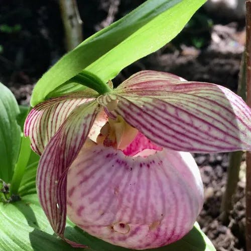 Queen lady's-slipper (Cypripedium reginae)-i