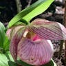 Queen lady's-slipper (Cypripedium reginae)-i