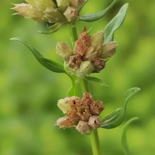 ヒソップ (Hyssopus officinalis)-i