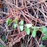 Ebony spleenwort (Asplenium platyneuron)-i