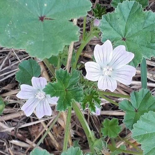 ゼニバアオイ（銭葉葵） (Malva neglecta)-i