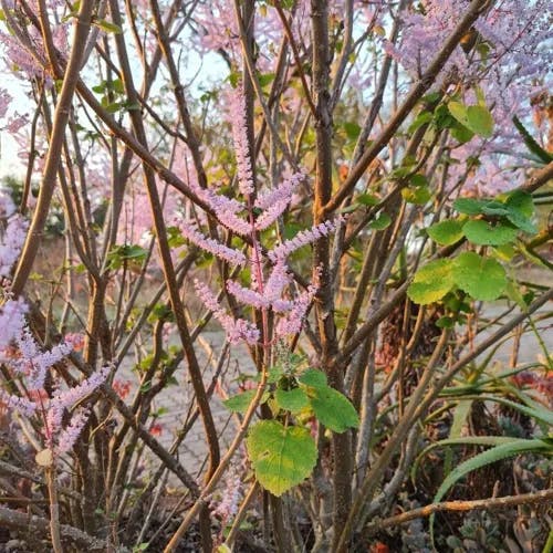 フブキバナ（吹雪花） (Tetradenia riparia)-i