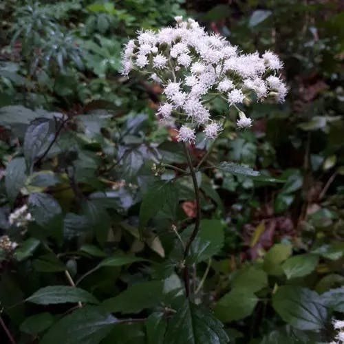 マルバフジバカマ（丸葉藤袴） (Ageratina altissima)-i