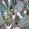 カラミント (Clinopodium nepeta)-i