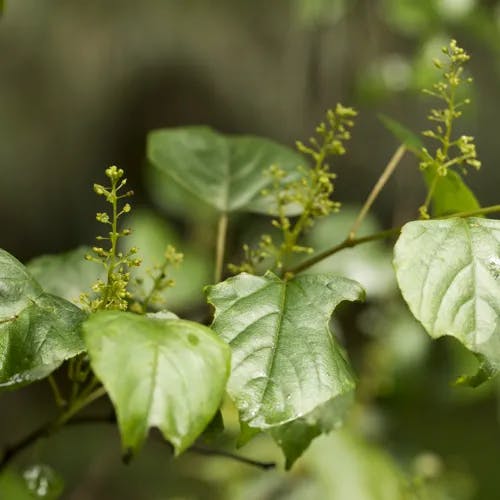 サンカクヅル（三角蔓） (Vitis flexuosa)-i