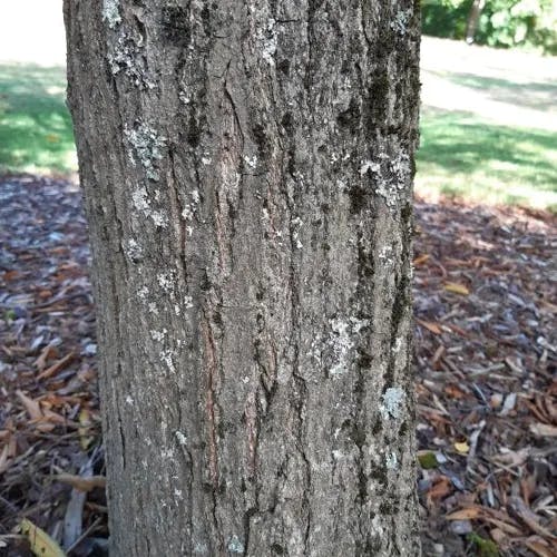 クマシデ（熊四手） (Carpinus japonica)-i