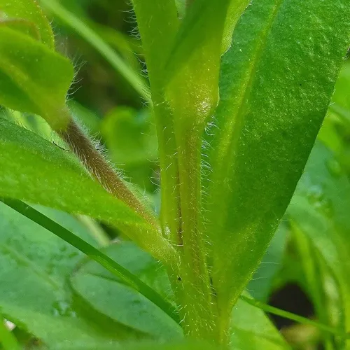 エゾムラサキ（蝦夷紫） (Myosotis sylvatica)-i