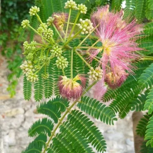 ネムノキ（合歓木） (Albizia julibrissin)-i