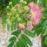 ネムノキ（合歓木） (Albizia julibrissin)-i