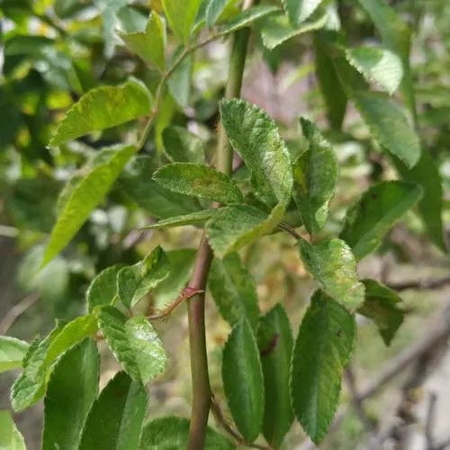 Redleaf rose (Rosa glauca)-i