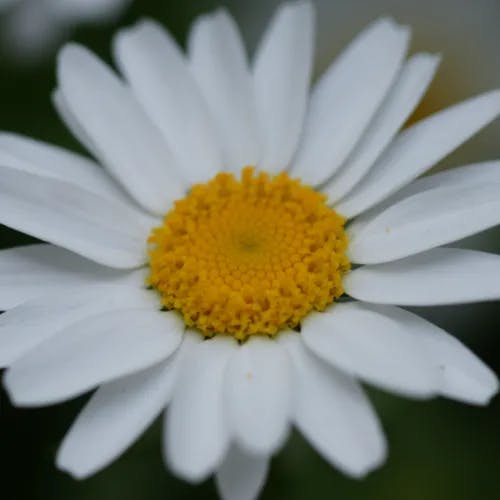 ノジギク（野路菊） (Chrysanthemum japonense)-i