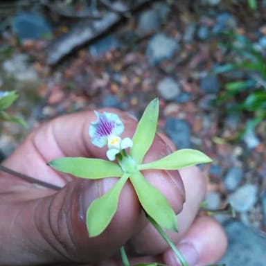 Florida butterfly orchid