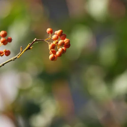 サンショウ（山椒） (Zanthoxylum piperitum)-i