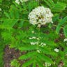 ウラジロナナカマド（裏白七竈） (Sorbus matsumurana)-i