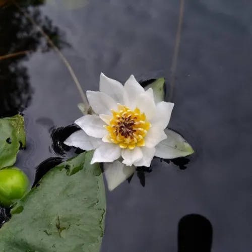 Pygmy water-lily (Nymphaea tetragona)-i