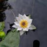 Pygmy water-lily (Nymphaea tetragona)-i