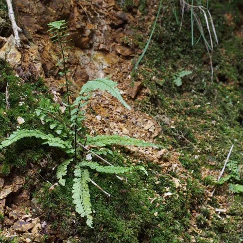 トラノオシダ（虎尾羊歯） (Asplenium incisum)-i