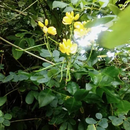 Rambling cassia (Senna bicapsularis)-i